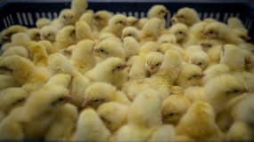 La filière oeufs "fera tout" pour ne plus broyer les poussins mâles d'ici fin 2022