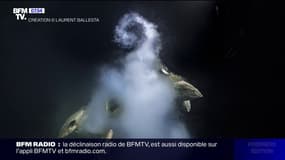 Le "Wildlife Photographer of the Year" a été remporté par le Français Laurent Ballesta