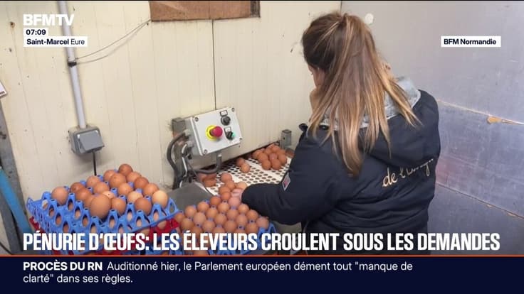 Pénurie d’oeufs: les éleveurs croulent sous les demandes