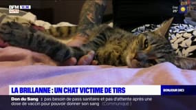 Alpes-de-Haute-Provence: un chat victime de tirs à La Brillanne