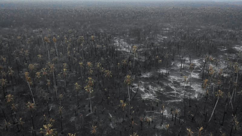 Image d'illustration - Vue aérienne des dommages causés par les incendies en Amazonie le 26 août 2019