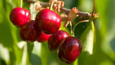 En grande distribution, le kilo de cerises coûte 8,71 euros en moyenne en ce mois de juin.