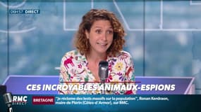 La chronique de Nina Godart : Ces incroyables animaux-espions - 17/07