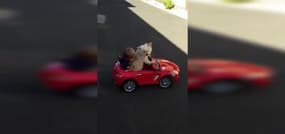Un petit garçon se fait conduire par son chien : 