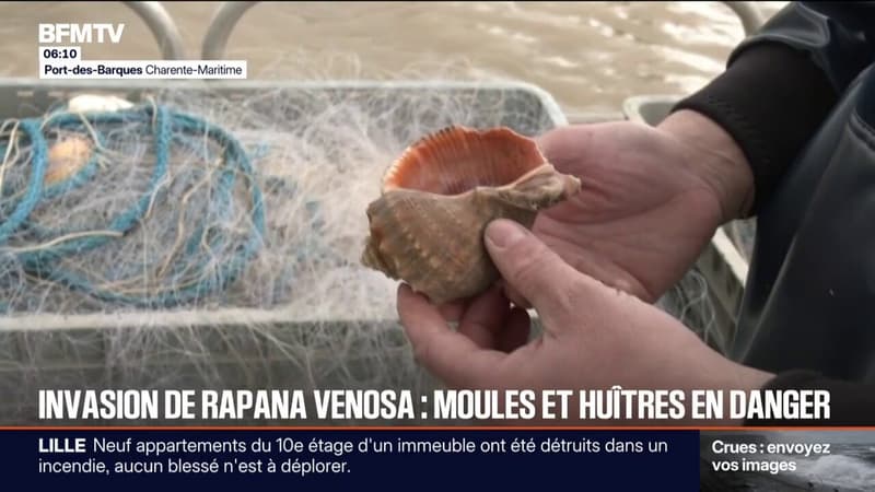 L'inquiétude des pêcheurs face à la prolifération de Rapana venosa en Charente-Maritime