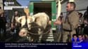 Salon de l'agriculture: découvrez Idéale, la vache égérie de l’édition 2020