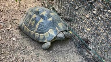 La reproduction des tortues d'Hermann est surveillée de près, un an après l'incendie de la plaine des Maures.