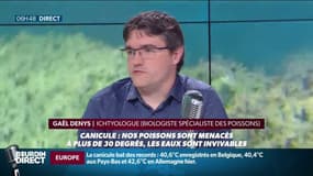 Les poissons menacés par la canicule: "Les poissons de nos cours d'eau ne sont pas adaptés physiologiquement à la chaleur" 