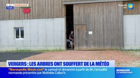 "Je ne serai pas à l'équilibre": dans ce verger de Seine-Maritime, les arbres ont souffert de la météo