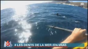 Zapping TV : un pêcheur en kayak repousse un requin-marteau avec ses rames