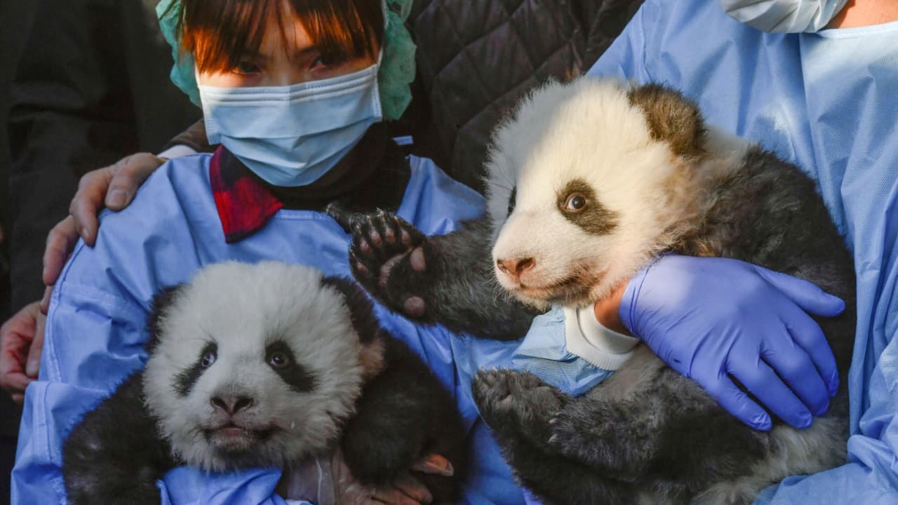 Les deux bébés pandas pèsent chacun six kilos Les deux bébés pandas pèsent chacun six kilos