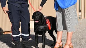 Un chien d'assistance judiciaire le 19 septembre 2022 à Marseille, lors du procès de l'accident de Millas