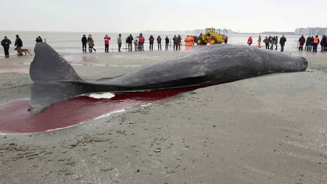 Un cachalot échoué sur une plage en Belgique, en 2012.
