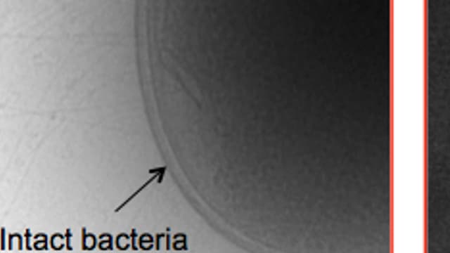 La paroi de la bactérie est mise à mal par le polymère, de façons quasi-mécanique.