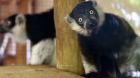 Les lémuriens, une espèce en voie de disparition