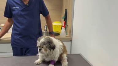 Un chien traîné au sol par le tramway à Nice.