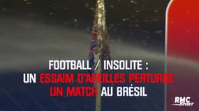 Football / insolite : un essaim d’abeilles perturbe un match au Brésil
