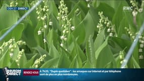 A l'approche du 1er mai, la récolte du muguet bat son plein