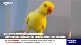 Un perroquet aide à démanteler un important trafic de drogue au Royaume-Uni
