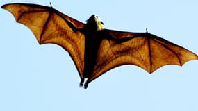 "Pteropus poliocephalus" est une chauve-souris originaire d'Australie (illustration)