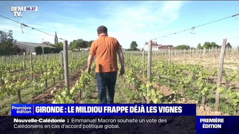Gironde: les vignes du bordelais frappées par le mildiou très tôt dans la saison, les agriculteurs