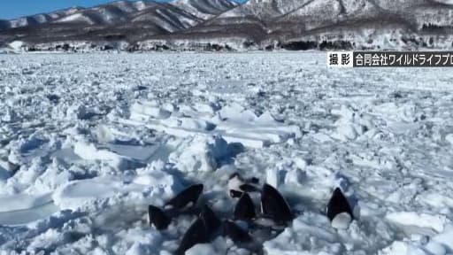 Vidéo partagée par la chaîne de télévision japonaise NHK montrant des orques coincés par de la glace au large de l'île d'Hokkaidō le 6 février 2024