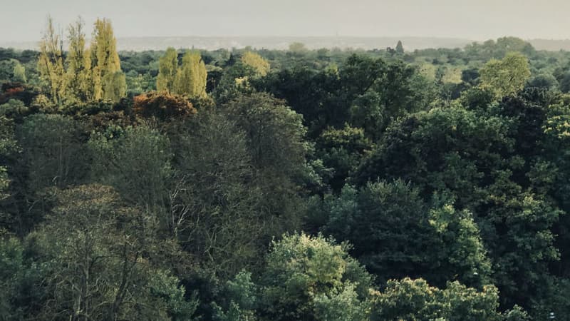 Le Bois de Boulogne. Photo d'illustration