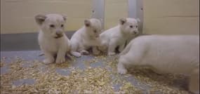 Des lionceaux blancs de 8 semaines font leurs premiers pas 