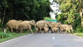  En Inde, les animaux sauvages fuient les inondations dues à la mousson