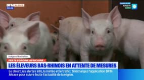 Bas-Rhin: les éleveurs en attentes de mesures contre la peste porcine africaine 