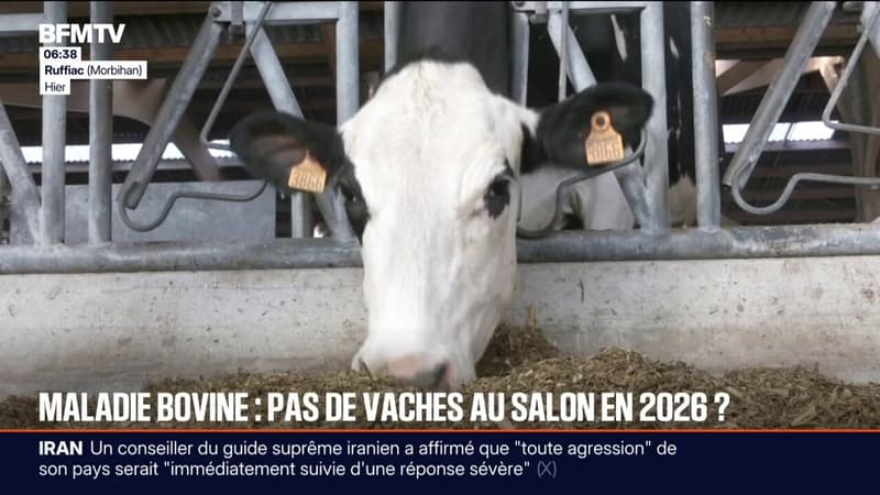 Dermatose nodulaire: alors que les 115 plus belles vaches Prim'Holstein devaient concourir au salon de l'Agriculture, une majorité d'éleveurs n’a pas souhaité se rendre au concours en raison du virus
