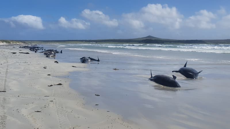 Des dauphins-pilotes se sont échoués en Nouvelle-Zélande. (Photo d'illustration)