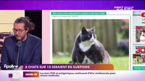 Les histoires de Charles Magnien  : L'embonpoint des chats et être payé pour regarder les Simpsons - 15/10