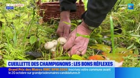 Cueillette des champignons: une année exceptionnelle dans les forêts alsaciennes