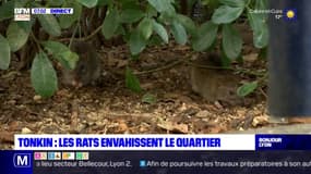 Villeurbanne: le quartier du Tonkin envahi par les rats