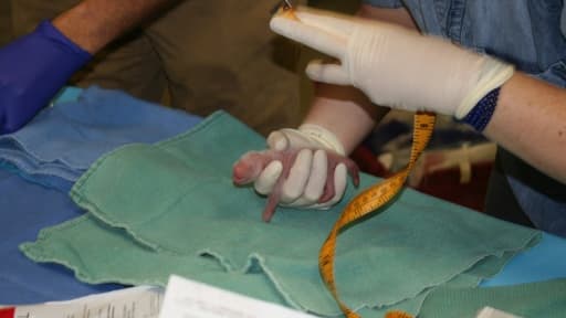 Image publiée le 22 août 2015 par le zoo national de Smithsonian montrant un des deux bébés panda géants en train d'être examiné par les vétérinaires