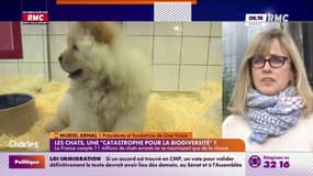 Les chats et les chiens dangereux pour la biodiversité ? 