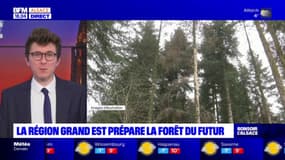 Grand Est: la région teste de nouvelles essences d'arbre dans les forêts