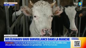 Maladie hémorragique épizootique: 66 communes de la Manche placées sous surveillance