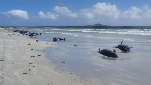 Des dauphins-pilotes échoués en Nouvelle-Zélande, en 2022 (photo d'illustration).
