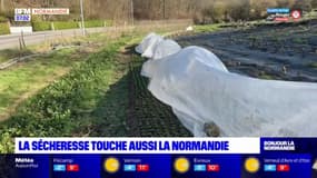 Normandie: la sécheresse touche aussi la région