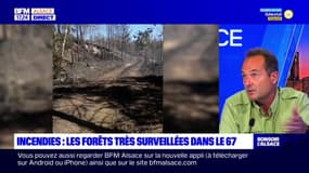 Sécheresse: comment offrir "plus de résistance" aux forêts?