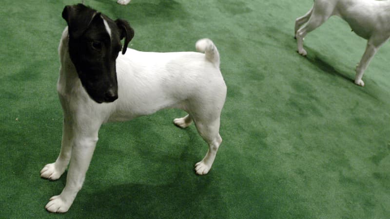 Un bébé fox terrier, jeté volontairement dans un étang, a été sauvé de la noyade par une jeune femme près de Bordeaux (photo d'illustration)