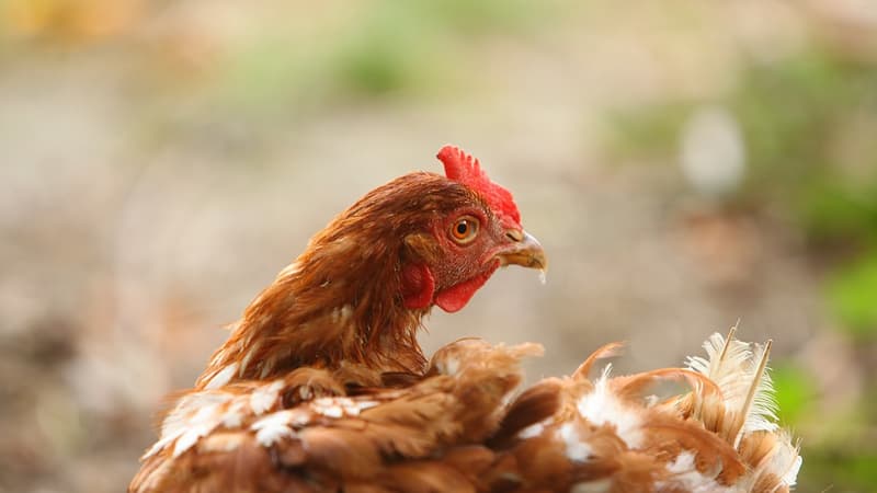 Les poules et la chèvre ont été saisis par la justice après le dépôt de plainte.