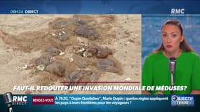 Objectif Terre : Faut-il redouter une invasion mondiale de méduses ? - 18/08