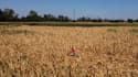 L'agriculteur Achille Crespiatico constate les dégâts dans son champ de maïs, frappé par la sécheresse, à Spino d'Adda, en Italie, le 11 juillet 2022