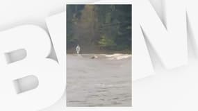 La vache emportée par une inondation en Haute-Loire, le 17 octobre 2024. 