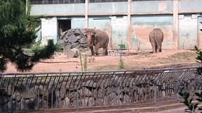 Baby et Nepal les deux éléphantes de Lyon transférées jeudi à de Lyon à Monaco