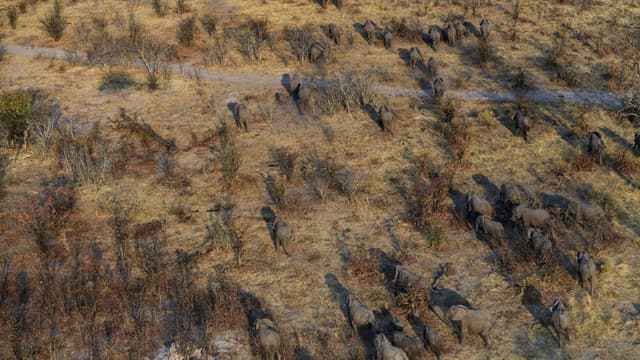 Des éléphants dans une plaine de la région de Chobe, au Botswana, le 19 septembre 2018