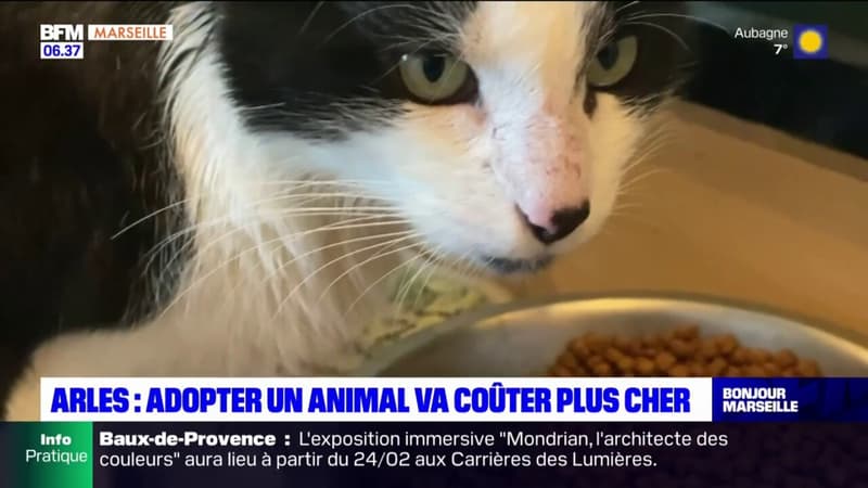 Arles: impactée par l'inflation, une association augmente le tarif d'adoption des chats